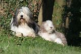 BEARDED COLLIE 380